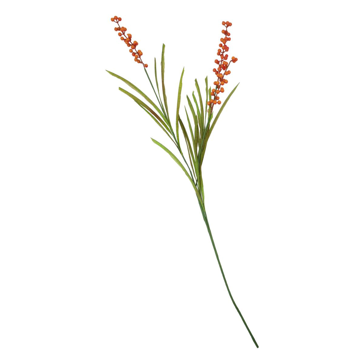 Buckthorn, Oranje