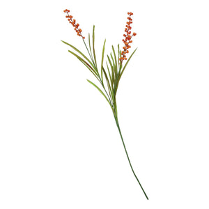 Buckthorn, Oranje