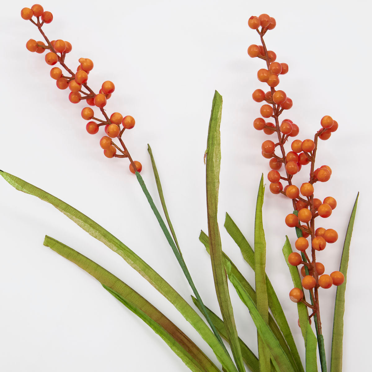 Buckthorn, Oranje