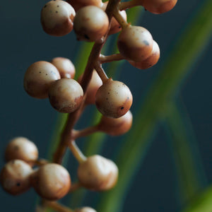 Buckthorn, Oranje